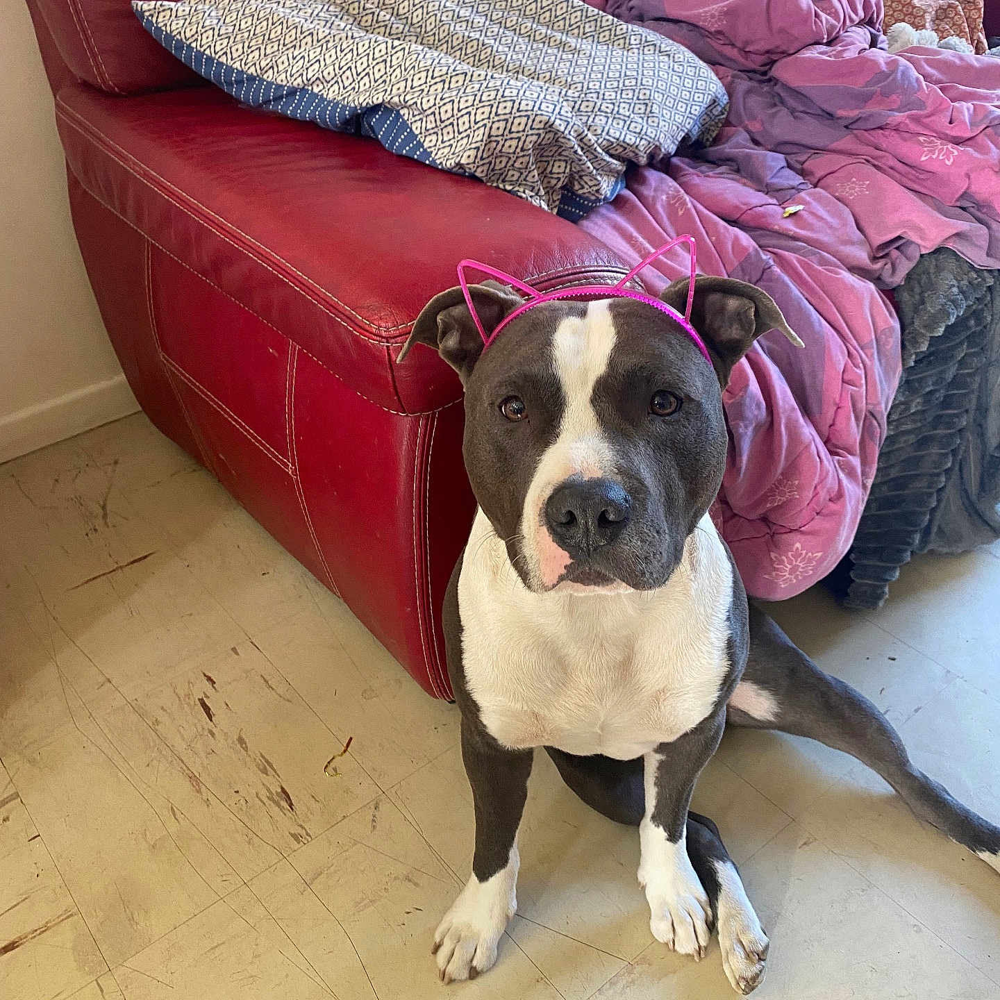 Pak participe au concours pour gagner de l'argent avec cette photo : animal, blanket, bulldog, canine, chaise, couch, cushion, dog, dogbed, furniture, homedecor, pet, pillow, pitbull, puppy