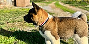 Athos a rejoint le concours — aidez-le/la à gagner de superbes lots ! puppy, dog, grass, outdoor, sunny, shadow, collar, path, building, stone, nature, blue_sky, fur, pet, young_dog, canine, rural, daylight, animal, leash