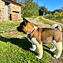 puppy, dog, grass, outdoor, sunny, shadow, collar, path, building, stone, nature, blue_sky, fur, pet, young_dog, canine, rural, daylight, animal, leash