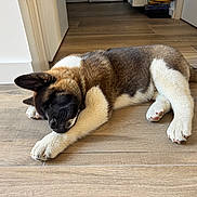 Athos participe au concours pour gagner de l'argent avec cette photo : puppy, dog, sleeping, indoor, floor, wooden_floor, pet, canine, young_dog, fur, paw, relaxed, resting, animal, cute, house, cozy, brown, white, black