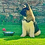 Athos participe au concours pour gagner de l'argent avec cette photo : puppy, akita, dog, grass, outdoor, toy, water_bowl, stone_wall, fence, greenery, pet, young_dog, sitting, sunlight, nature, curious, fur, animal, playful, backyard