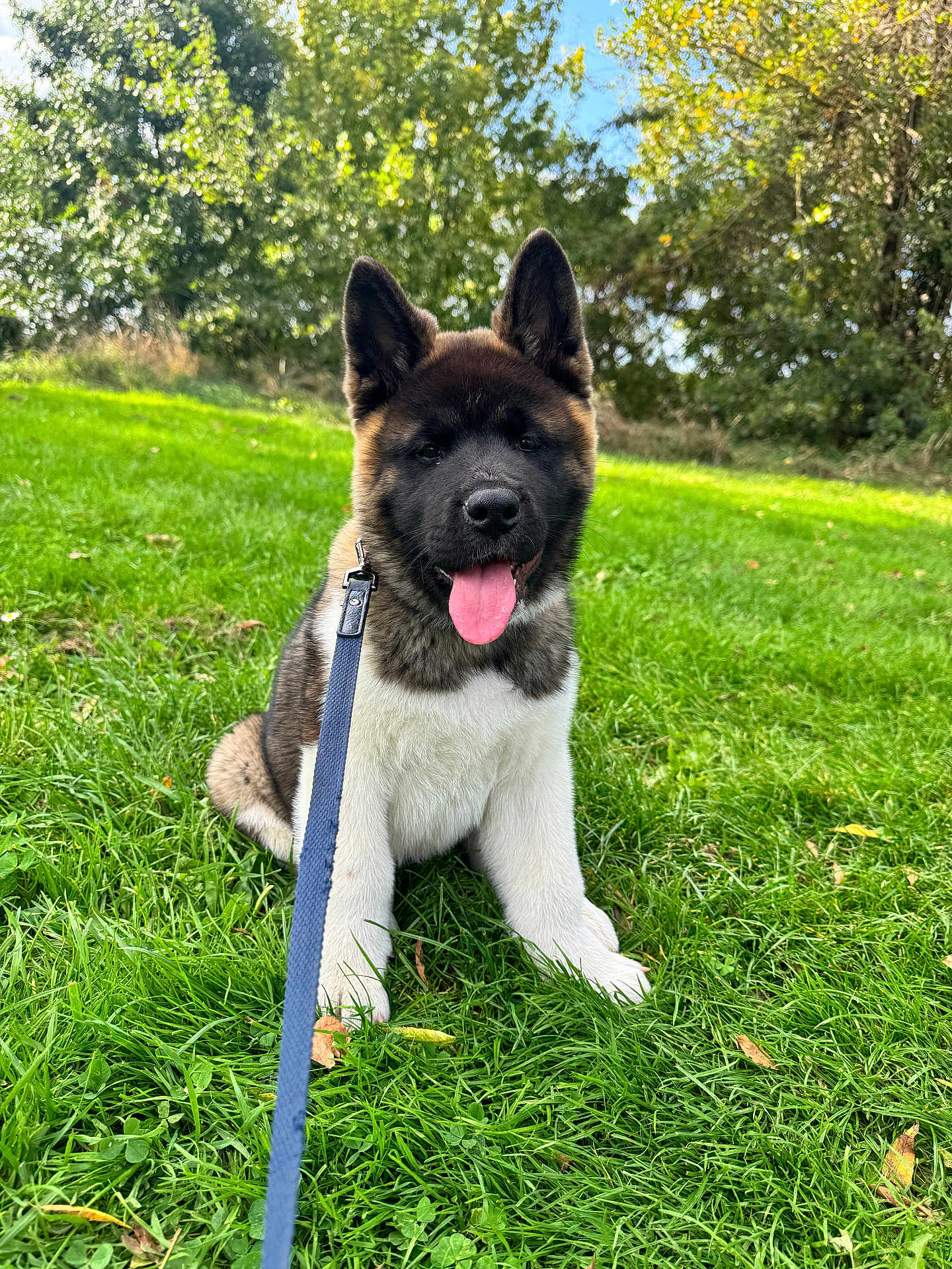 Athos a rejoint le concours — aidez-le/la à gagner de superbes lots ! akita, puppy, dog, leash, grass, outdoor, greenery, trees, sunny, blue_sky, tongue_out, pet, animal, nature, young_dog, happy, sitting, canine, playful, park