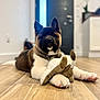 Athos a rejoint le concours — aidez-le/la à gagner de superbes lots ! akita, puppy, dog, plush_toy, indoor, wooden_floor, pet, animal, cute, lying_down, paws, collar, home, blurred_background, toy, floor, furniture, door, domestic, pet_toy