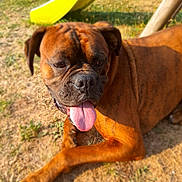Falko participe au concours pour gagner de l'argent avec cette photo : dog, brown_dog, tongue_out, outdoor, grass, playground, slide, sunlight, pet, animal, canine, happy, closeup, summer, park, resting, furry, muzzle, ear, paw