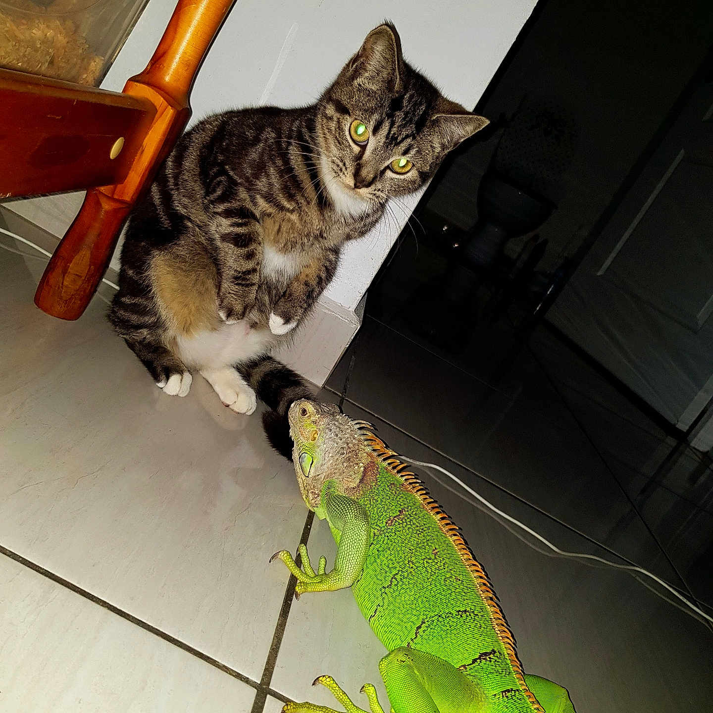 Baby Croutte participe au concours pour gagner de l'argent avec cette photo : abyssinian, animal, architecture, building, cat, chair, couch, furniture, gecko, greenlizard, hardwood, iguana, indoors, kitten, livingroom, lizard, pet, reptile, room, wood