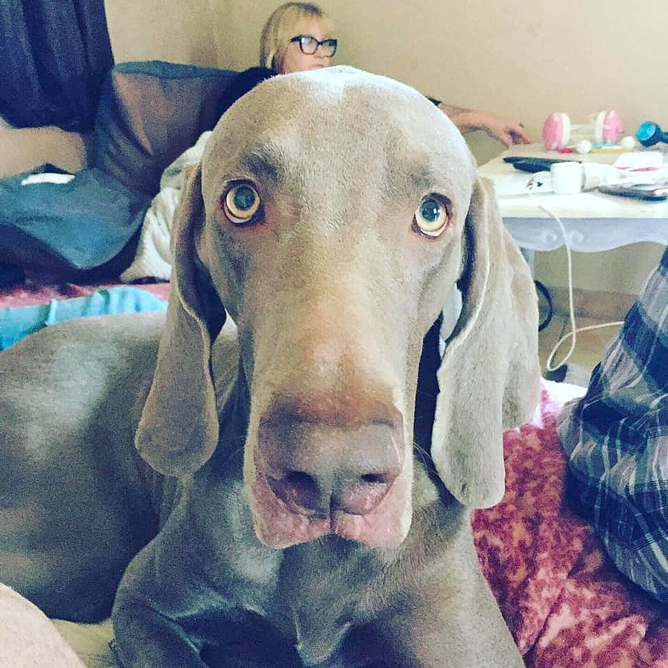 Potter a rejoint le concours — aidez-le/la à gagner de superbes lots ! canidae, carnivore, collar, companion_dog, dog, dog_breed, dog_collar, fawn, hound, linens, liver, pet_supply, plaid, pointing_breed, snout, sporting_group, vertebrate, weimaraner, working_animal, working_dog