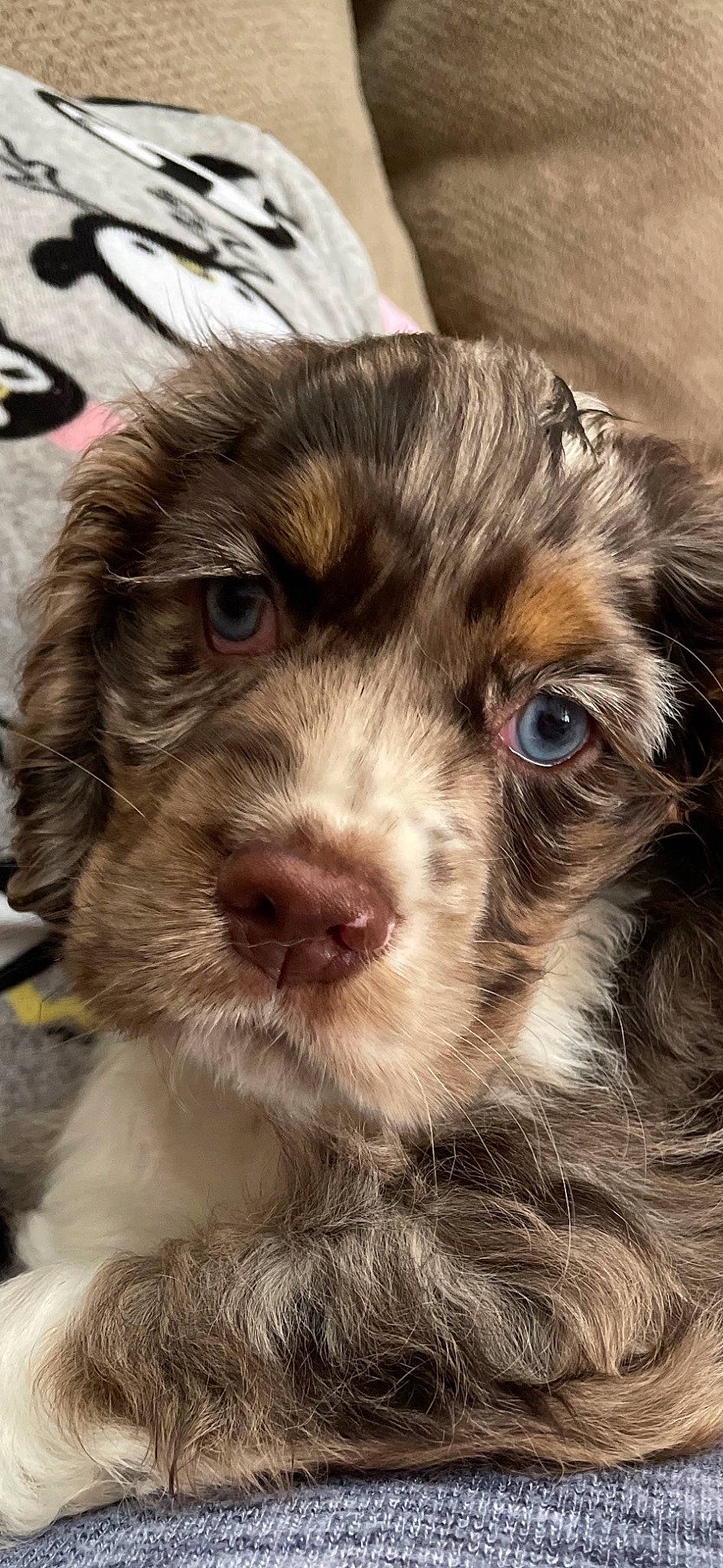 Barley joined the competition — help win amazing prizes! canidae, carnivore, close_up, companion_dog, dog, dog_breed, dog_collar, ear, fang, fur, liver, puppy, puppy_love, spaniel, sporting_group, terrestrial_animal, terrier, toy_dog, whiskers, working_animal