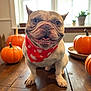 dog, french_bulldog, bandana, pumpkin, table, indoor, smiling, autumn, decor, wooden_floor, pet, cute, orange, leaf_pattern, holiday, festive, animal, face, front_view, cozy