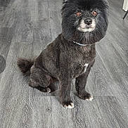 Maity a rejoint le concours — aidez-le/la à gagner de superbes lots ! animal, black_dog, collar, dog, ears, entertainment_center, floor, fluffy, groomed_fur, indoors, living_room, looking_at_camera, pet, photograph, portrait, sitting, speakers, tail, television, wood_floor