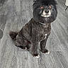 animal, black_dog, collar, dog, ears, entertainment_center, floor, fluffy, groomed_fur, indoors, living_room, looking_at_camera, pet, photograph, portrait, sitting, speakers, tail, television, wood_floor