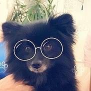 Maïty a rejoint le concours — aidez-le/la à gagner de superbes lots ! canidae, carnivore, companion_dog, cool, dog, dog_breed, ear, eyewear, fur, glasses, pomeranian, puppy, snout, spitz, sunglasses, vision_care, whiskers