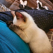 Siam joined the competition — help win amazing prizes! animal, black_and_white_cat, blue_sweater, brown_couch, cat, comfort, couch, cozy, cute, domestic_cat, feline, fur, indoor, kitten, pets, relaxed, resting, siamese_cat, sleeping, young_cat