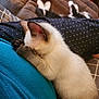 animal, black_and_white_cat, blue_sweater, brown_couch, cat, comfort, couch, cozy, cute, domestic_cat, feline, fur, indoor, kitten, pets, relaxed, resting, siamese_cat, sleeping, young_cat