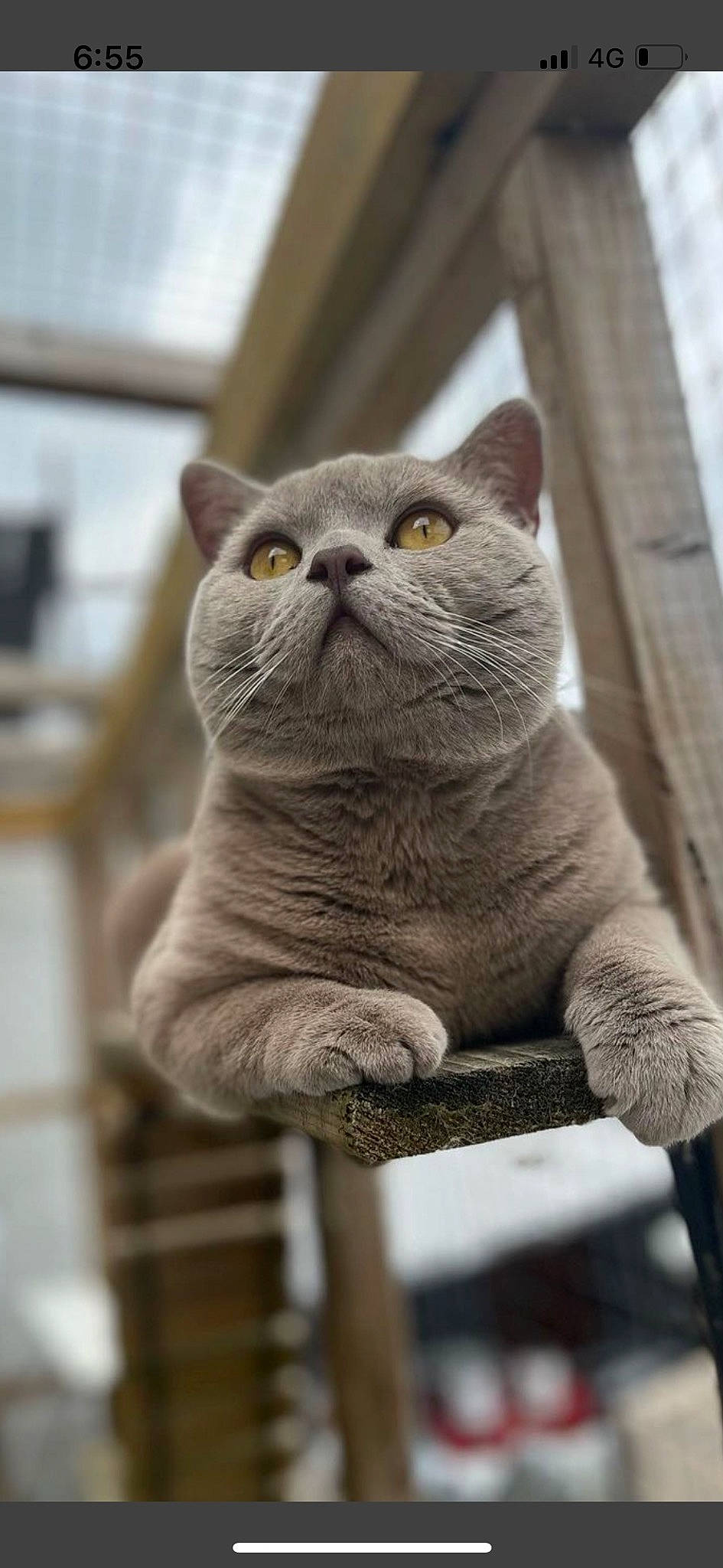 Gizmor is registered to the contest to win money with this photo: art, black_cat, carnivore, cat, domestic_short_haired_cat, ear, fawn, felidae, fur, grey, monochrome, monochrome_photography, russian_blue, sitting, small_to_medium_sized_cats, snout, tail, terrestrial_animal, whiskers, window