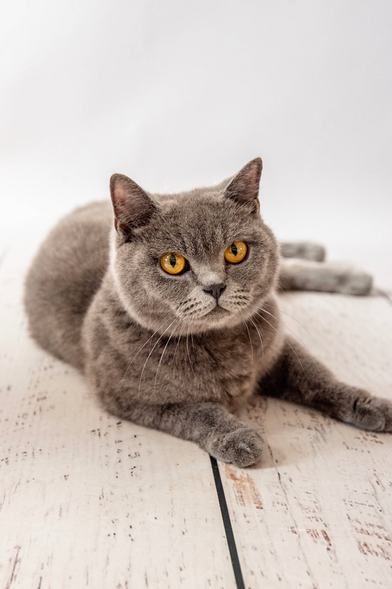 Jesse is registered to the contest to win money with this photo: carnivore, cat, domestic_short_haired_cat, felidae, fur, grey, monochrome_photography, paw, russian_blue, sitting, small_to_medium_sized_cats, snout, tail, terrestrial_animal, whiskers