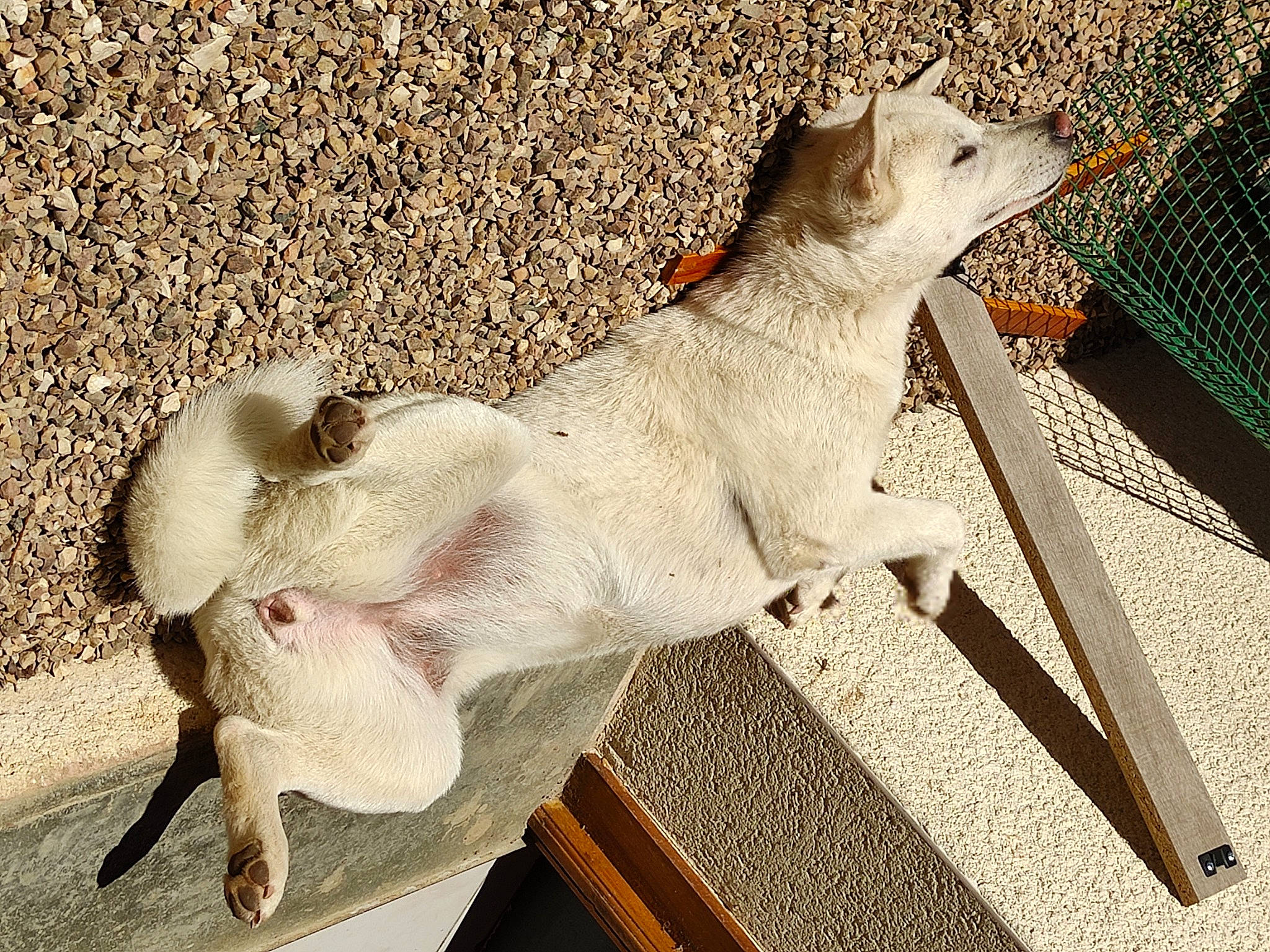 Pounky participe au concours pour gagner de l'argent avec cette photo : big_cats, canidae, carnivore, collar, companion_dog, dog, dog_breed, fang, fawn, felidae, paw, small_to_medium_sized_cats, snout, sporting_group, street_dog, tail, terrestrial_animal, whiskers, wood, working_animal