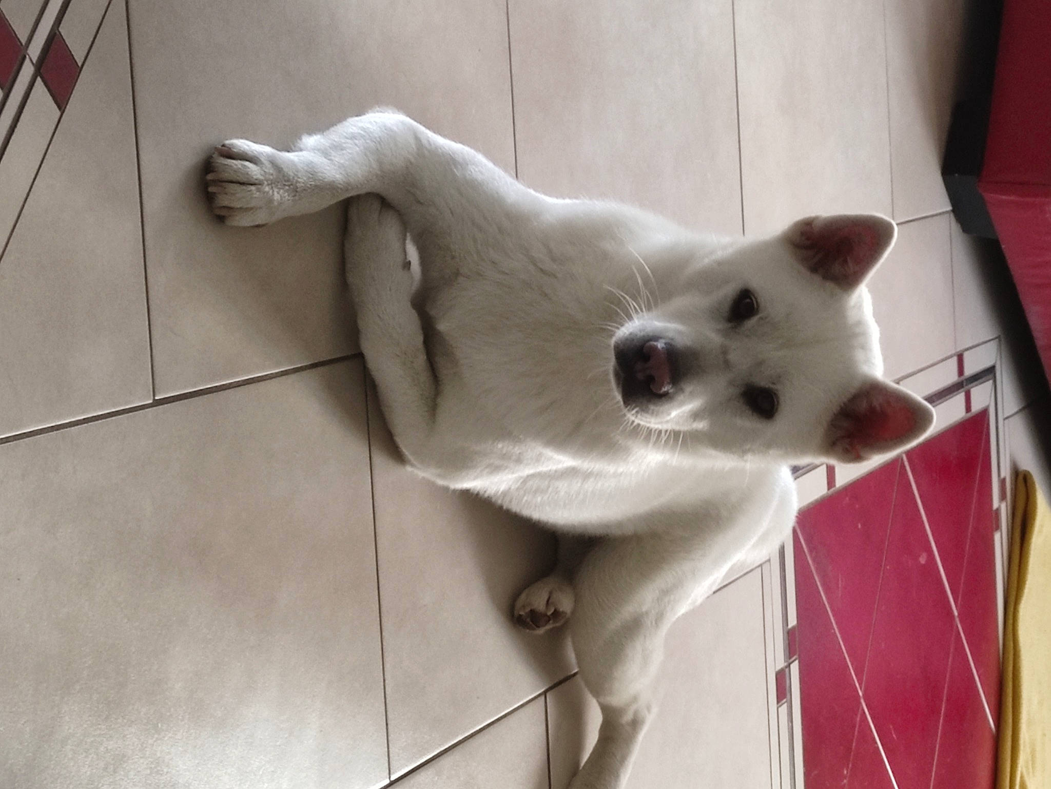 Pounky a rejoint le concours — aidez-le/la à gagner de superbes lots ! canidae, carnivore, cat, companion_dog, dog_breed, domestic_short_haired_cat, fawn, felidae, flooring, fur, non_sporting_group, paw, small_to_medium_sized_cats, sporting_group, tail, terrestrial_animal, tile_flooring, whiskers, wood