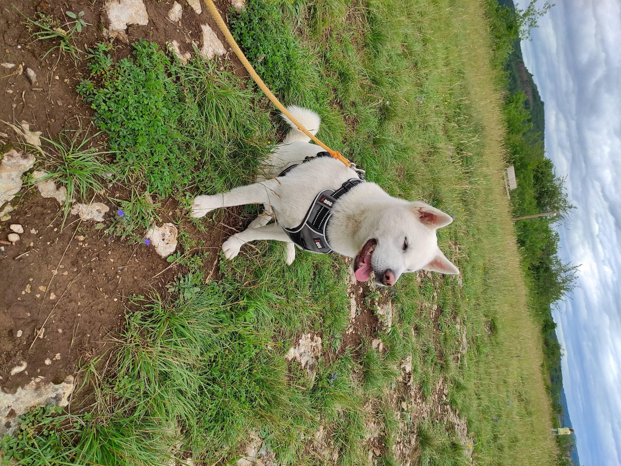 Pounky participe au concours pour gagner de l'argent avec cette photo : adventure, canidae, carnivore, cloud, collar, companion_dog, dog, dog_breed, dog_collar, dog_supply, fawn, grass, leash, non_sporting_group, pasture, plant, sky, sporting_group, tail, working_animal