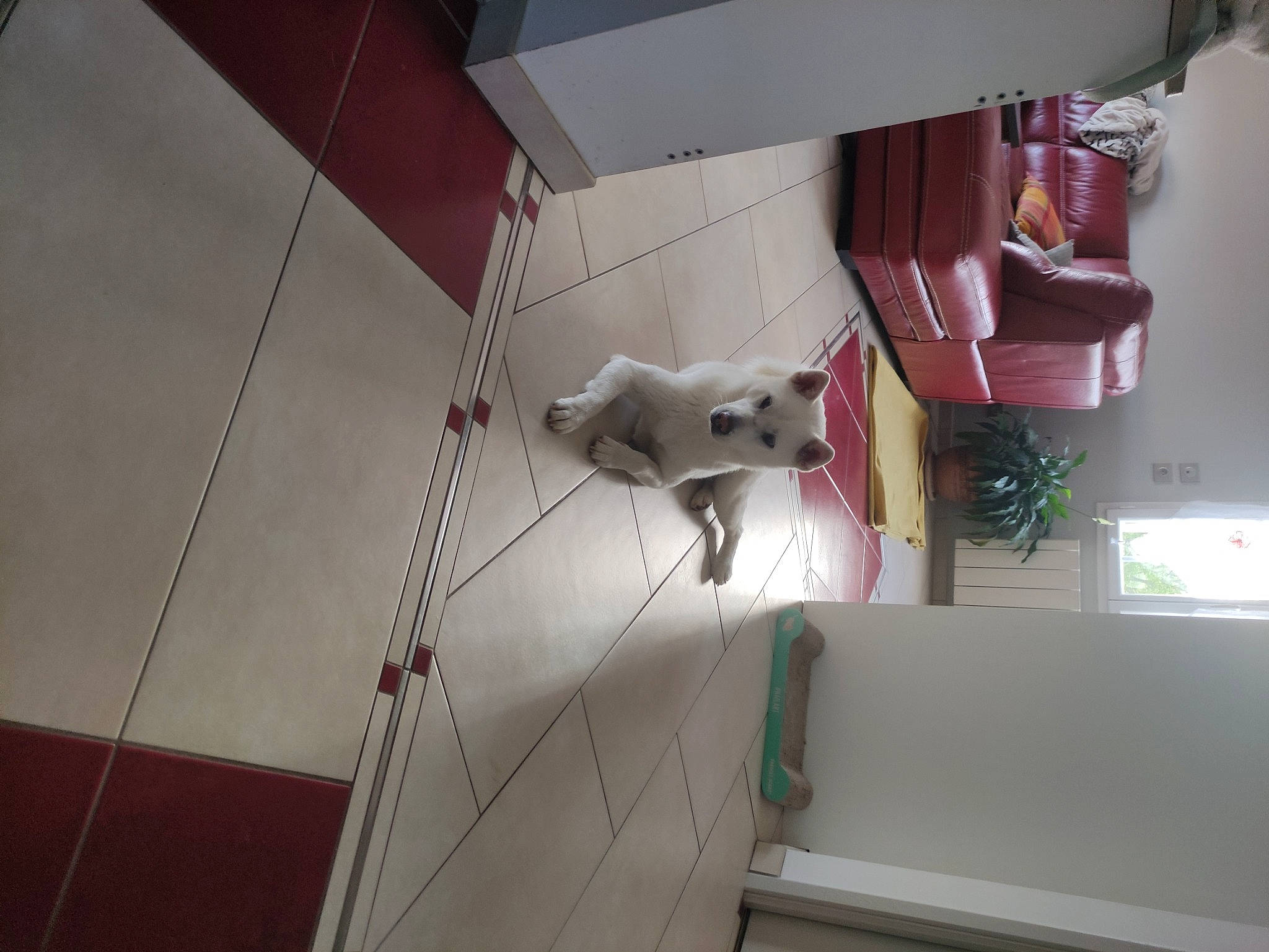 Pounky a rejoint le concours — aidez-le/la à gagner de superbes lots ! building, carmine, ceiling, event, fixture, flooring, hardwood, house, interior_design, magenta, plaster, room, shelving, visual_arts, window, wood