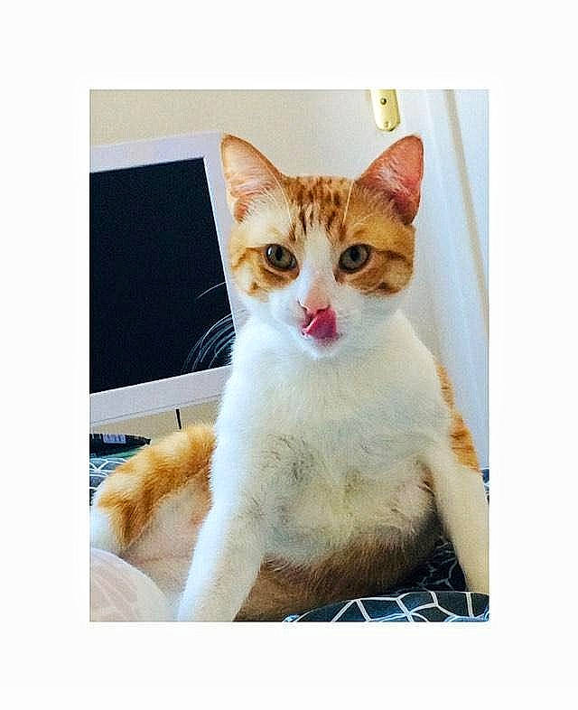 Gaufrette a rejoint le concours — aidez-le/la à gagner de superbes lots ! art, carnivore, cat, domestic_short_haired_cat, fawn, felidae, font, fur, happy, illustration, internet_meme, paw, photo_caption, rectangle, small_to_medium_sized_cats, square, tail, terrestrial_animal, whiskers, window