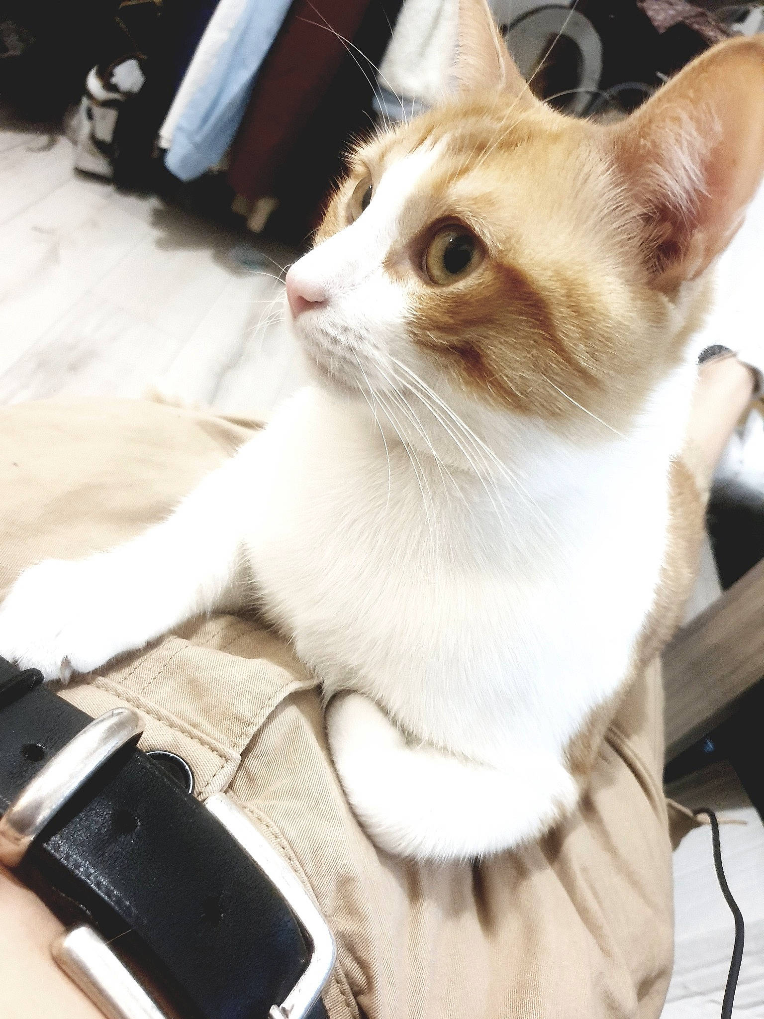 Gaufrette a rejoint le concours — aidez-le/la à gagner de superbes lots ! camera, carnivore, cat, claw, collar, comfort, domestic_short_haired_cat, fawn, felidae, fur, paw, photograph, reflex_camera, small_to_medium_sized_cats, snapshot, snout, tail, whiskers, white, window