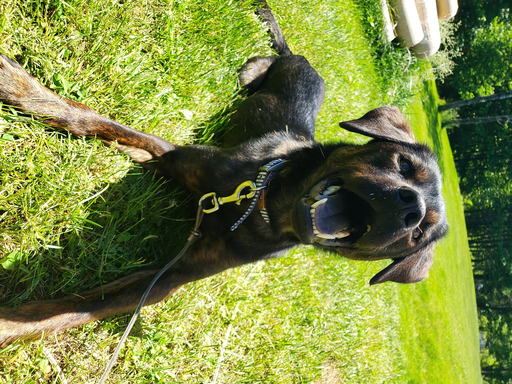 Ryuk is registered to the contest to win money with this photo: biting, canidae, carnivore, collar, companion_dog, dog, dog_breed, dog_collar, fawn, grass, plant, snout, sporting_group, tail, terrestrial_animal, tree, trunk, window, working_animal, working_dog