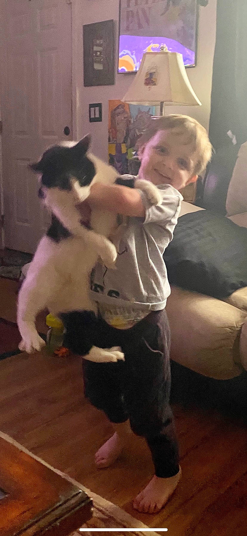 Harlan is registered to the contest to win money with this photo: canidae, carnivore, cat, child, comfort, companion_dog, dog_breed, felidae, flash_photography, flooring, fun, fur, hair, hardwood, lap, person, small_to_medium_sized_cats, smile, t_shirt, toddler