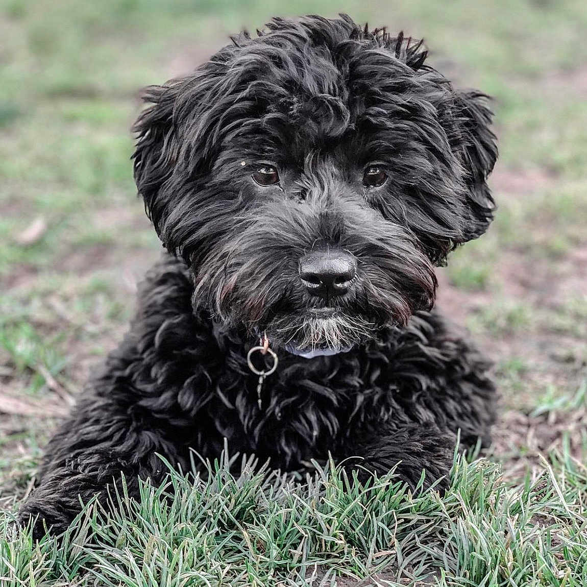 Audi is registered to the contest to win money with this photo: animal, black_dog, canine, closeup, collar, curly_fur, cute, dog, ears, eyes, friendly, fur, grass, lying_down, nature, nose, outdoor, pet, portrait, young_dog