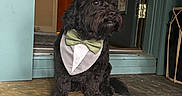 Audi joined the competition — help win amazing prizes! animal, black_dog, bow_tie, companion, curious, cute, dog, domestic, door, doorframe, furry, house, indoor, looking_away, pet, portrait, sitting, step, tuxedo_bib, well_dressed