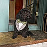 animal, black_dog, bow_tie, companion, curious, cute, dog, domestic, door, doorframe, furry, house, indoor, looking_away, pet, portrait, sitting, step, tuxedo_bib, well_dressed