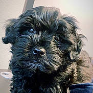 Audi is registered to the contest to win money with this photo: adorable, animal, black_fur, close_up, companion, curious, cute, dog, face, fluffy, fur, indoor, looking, mammal, pet, portrait, puppy, soft_texture, whiskers, young_dog