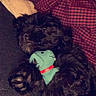 Audi joined the competition — help win amazing prizes! animal, black_fur, comfort, cozy, cuddling, cute, dog, fur, indoor, paw, person, pet, plush_toy, puppy, red_checkered_shirt, resting, sleeping, snuggling, stuffed_toy, toy