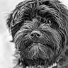Audi joined the competition — help win amazing prizes! adorable, animal, black_and_white, canine, close_up, curious, cute, dog, expression, eyes, face, fluffy, fur, mammal, nature, outdoor, pet, portrait, snout, whiskers