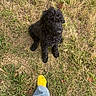 Shuri is registered to the contest to win money with this photo: puppy, dog, black_fur, curly_fur, grass, dry_grass, yellow_shoes, jeans, footwear, outdoor, pet, animal, cute, looking_up, young_dog, nature, grass_field, casual_clothing, playful, companion