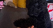 Shuri is registered to the contest to win money with this photo: dog, black_dog, curly_fur, paw, hand, couch, yellow_pillow, patterned_pillow, blanket, indoor, pet, fur, friendly, cozy, home, interaction, comfort, animal, domestic, seated