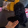 dog, black_dog, curly_fur, paw, hand, couch, yellow_pillow, patterned_pillow, blanket, indoor, pet, fur, friendly, cozy, home, interaction, comfort, animal, domestic, seated