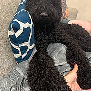 Shuri joined the competition — help win amazing prizes! dog, black_dog, curly_fur, couch, pillow, hand, tattoo, person, relaxed, indoor, furniture, blanket, resting, paw, close_up, living_room, comfort, home, pet, animal