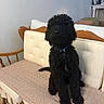 Shuri is registered to the contest to win money with this photo: dog, black_dog, curly_fur, pet, indoor, bench, cushion, wooden_furniture, flooring, collar, seated, living_room, home, quiet, calm, portrait, furniture, decor, animal, companion