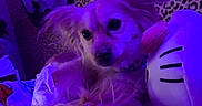 Sirena is registered to the contest to win money with this photo: dog, plush_toy, blanket, purple_lighting, indoor, leopard_print, mirror, bedroom, pet, cute, cozy, fur, stuffed_animal, animal, resting, soft_toy, decor, furniture, relaxing, small_dog