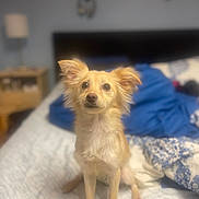 Sirena joined the competition — help win amazing prizes! dog, small_dog, bed, bedding, blue_blanket, indoor, pet, fur, ears, sitting, looking_up, nightstand, lamp, cozy, home, furniture, blurred_background, cute, animal, companion