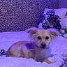 Sirena joined the competition — help win amazing prizes! dog, bed, blanket, pillow, plush_toy, leopard_print, indoor, pet, small_dog, fur, cute, resting, cozy, purple_lighting, animal, mammal, home, comfort, soft_texture, relaxation