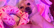 Sirena joined the competition — help win amazing prizes! animal, bedroom, blanket, comfortable, cozy, cute, dog, donut_toy, indoor, lying_down, pet, pet_toy, pink_lighting, playful, plush_toy, purple_lighting, resting, small_dog, soft_texture, toy