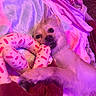 Sirena joined the competition — help win amazing prizes! dog, small_dog, plush_toy, donut_toy, blanket, bedroom, pet, cute, playful, lying_down, soft_texture, purple_lighting, pink_lighting, cozy, indoor, animal, toy, resting, pet_toy, comfortable