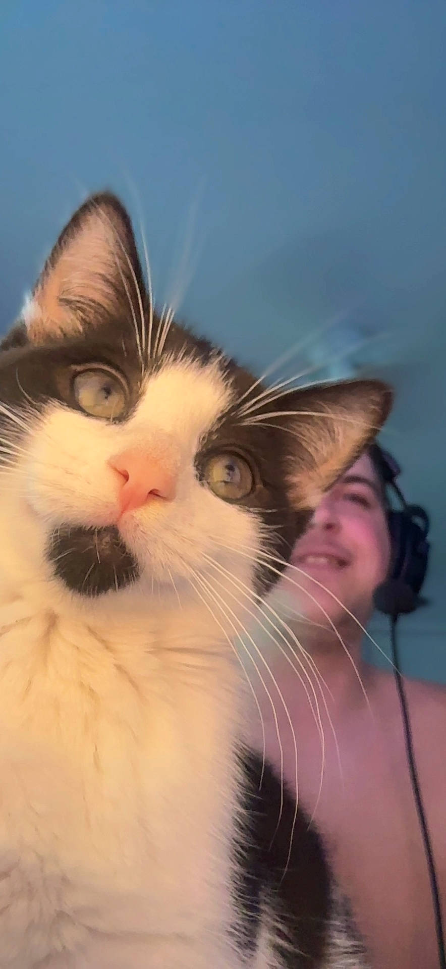 Aphrodite is registered to the contest to win money with this photo: carnivore, cat, claw, comfort, domestic_short_haired_cat, eyelash, felidae, fur, gesture, happy, iris, love, nose, paw, sky, small_to_medium_sized_cats, smile, snout, whiskers