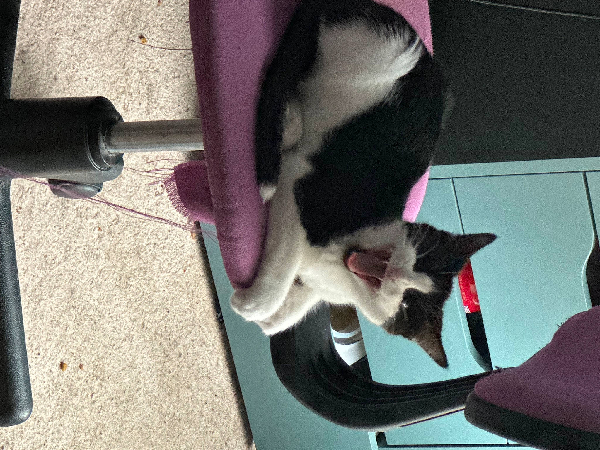 Aphrodite joined the competition — help win amazing prizes! canidae, carmine, carnivore, cat, cat_supply, comfort, companion_dog, dog_breed, domestic_short_haired_cat, felidae, fur, magenta, paw, pet_supply, room, small_to_medium_sized_cats, snout, sporting_group, tail, whiskers