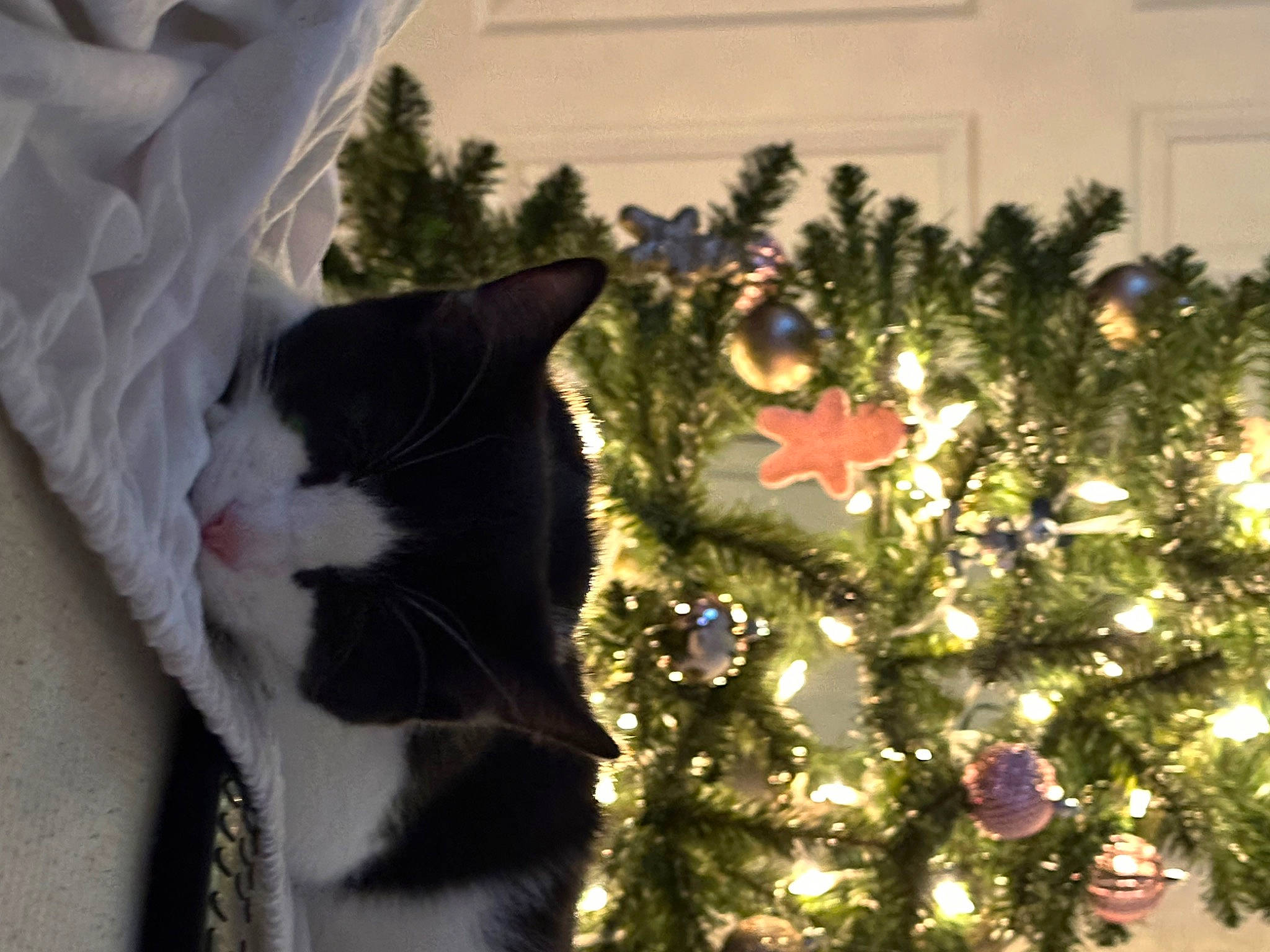 Aphrodite joined the competition — help win amazing prizes! carnivore, cat, christmas, christmas_decoration, christmas_ornament, christmas_tree, conifer, event, evergreen, felidae, fur, holiday, holiday_ornament, ornament, plant, small_to_medium_sized_cats, tints_and_shades, tree, whiskers, window