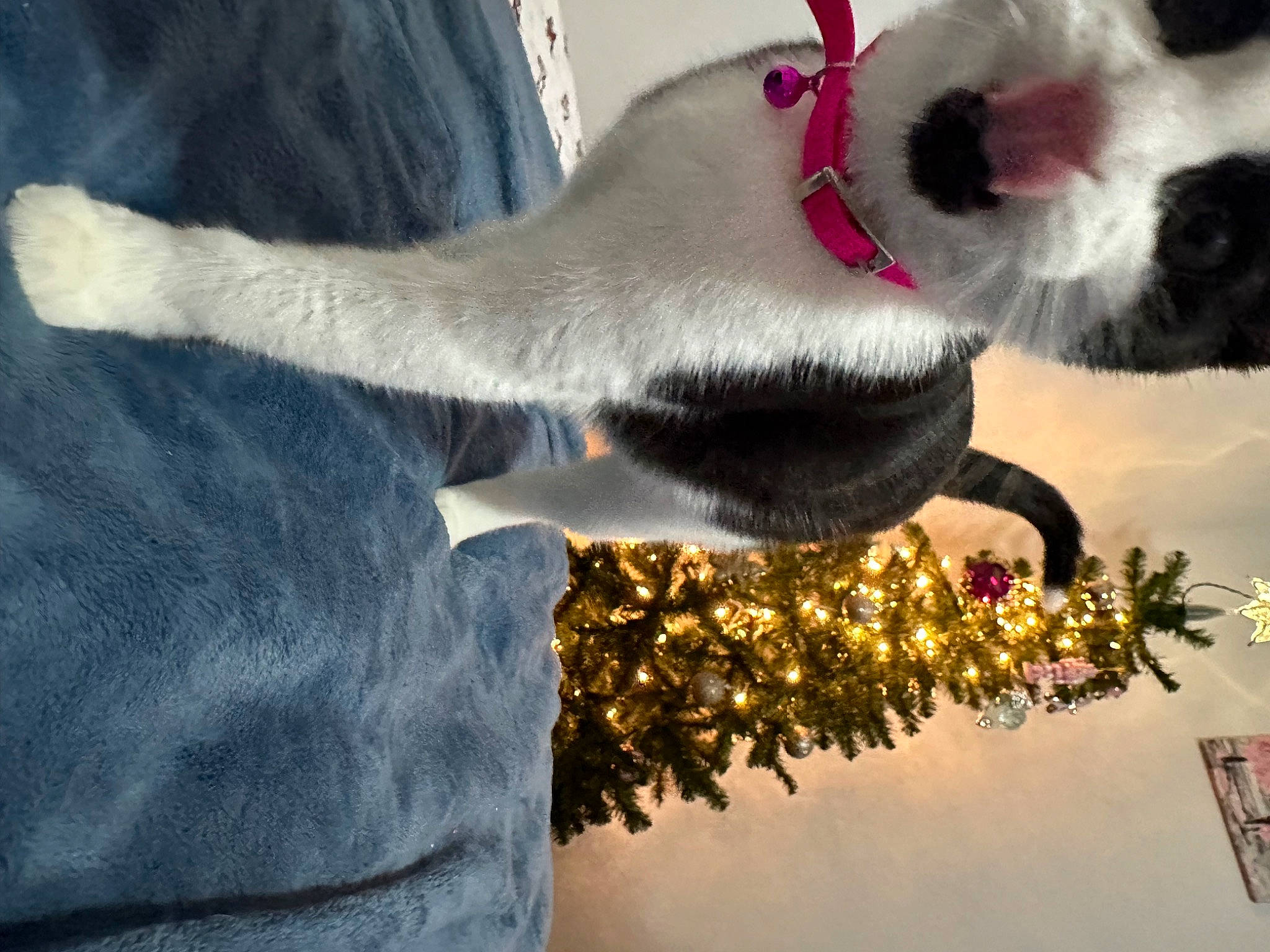 Aphrodite joined the competition — help win amazing prizes! carmine, carnivore, christmas_tree, collar, companion_dog, dog, dog_breed, dog_collar, event, fawn, felidae, fur, gesture, happy, paw, snout, sporting_group, tail, tree, whiskers