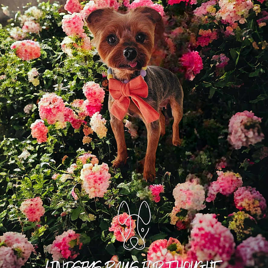 Twinkle joined the competition — help win amazing prizes! animal, canine, carnation, dahlia, dog, face, flower, flowerarrangement, geranium, head, herbal, herbs, nature, outdoors, pet, petal, plant, puppy, rose, vegetation