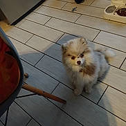 Ayka a rejoint le concours — aidez-le/la à gagner de superbes lots ! brown_eyes, chair, collar, cute, dog, domestic, floor, fluffy, food_bowl, home, indoor, kitchen, looking_up, paws, pet, pomeranian, shadow, sitting, small_dog, tile_floor