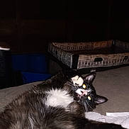 Harley joined the competition — help win amazing prizes! cat, black_and_white, pet, indoor, lying_down, paw, eyes_glowing, playpen, fabric, furniture, animal, whiskers, fur, cute, resting, home, relaxed, mammal, domestic, soft